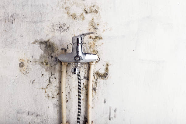 Best Mold Remediation for Specific Building Types in Toledo, IL