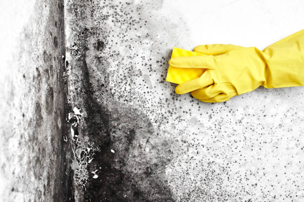 Best Kitchen Mold Remediation in Toledo, IL