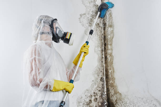Best Attic Mold Remediation in Toledo, IL