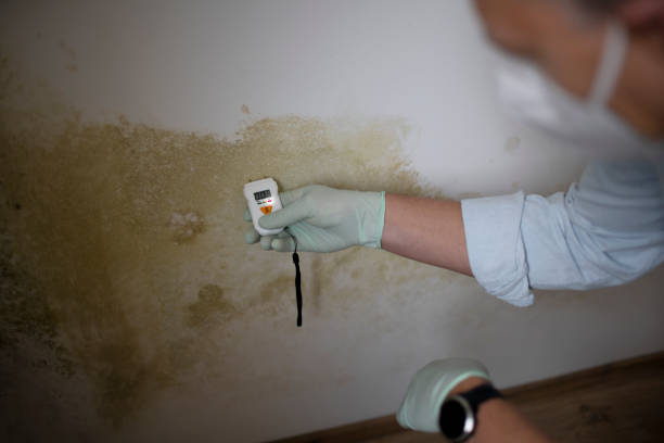 Best Post-Flood Mold Remediation in Toledo, IL
