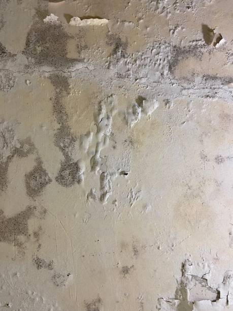 Best Crawl Space Mold Remediation in Toledo, IL