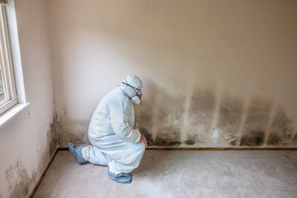 Best Emergency Mold Remediation in Toledo, IL