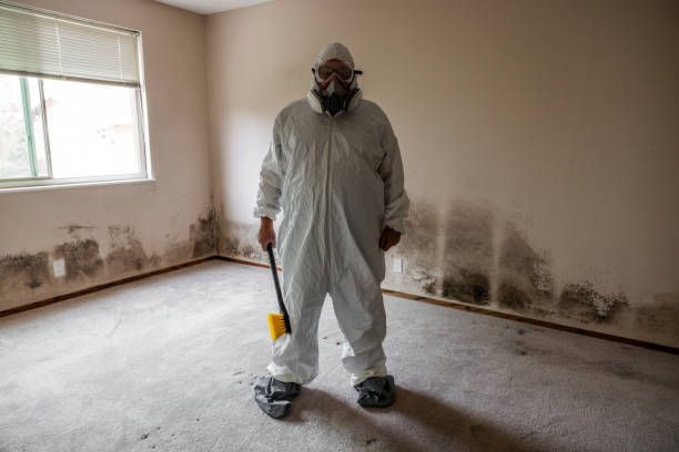 Best Basement Mold Remediation in Toledo, IL