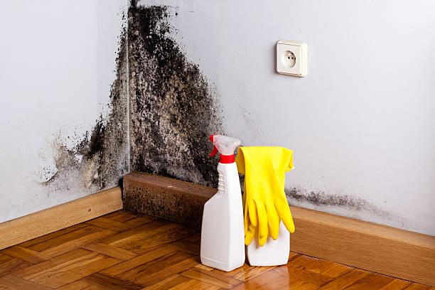 Best Residential Mold Remediation in Toledo, IL