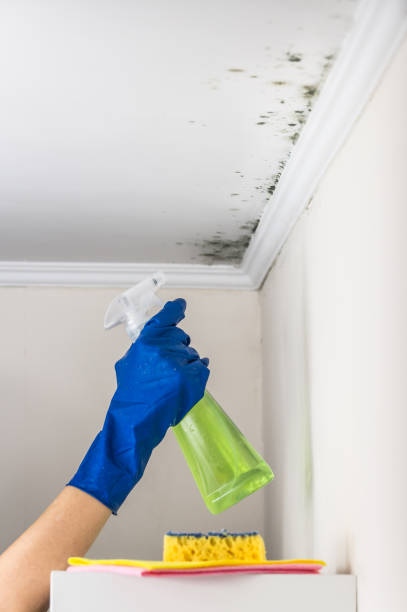 Best Health and Safety Mold Remediation in Toledo, IL
